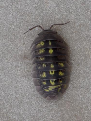 Armadillidium granulatum